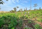 Lavoura de maconha é erradicada na fronteira