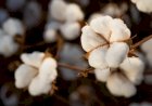 Algodão: produção é revisada para 2,94 milhões de toneladas