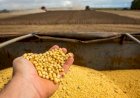 Preços da soja têm forte queda no Brasil