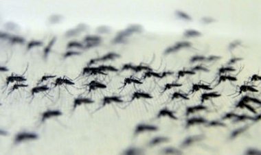 Fragmentos de insetos e pelo de roedor são encontrados em tempero em pó