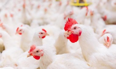 Senar/MS leva Encontro Técnico de Avicultura para Feira de Negócios AgroExperts