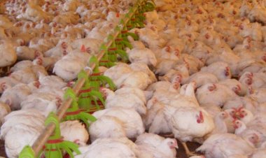 Carne de frango: Brasil aumenta embarques em 40% para o Catar