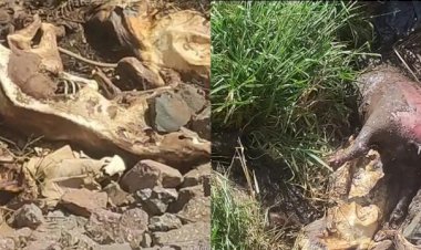 Hidroelétrica é multada em R$ 105 mil por morte de animais