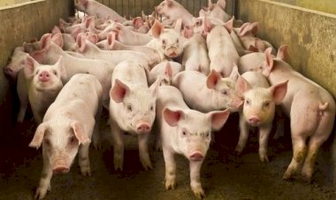 Brasil dá início a mais uma etapa da vacinação contra a peste suína clássica