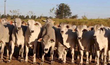 Boi: final do ano será de alta nos preços