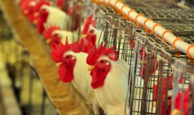 Peru e Equador declaram emergência após surtos de gripe aviária