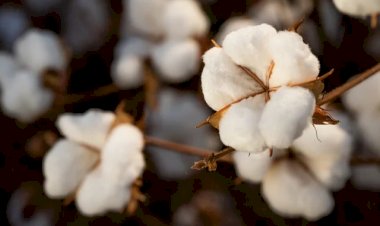 Algodão: produção é revisada para 2,94 milhões de toneladas