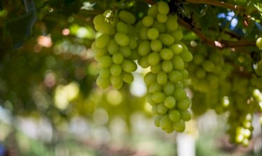 Planejamento, investimento e atenção redobrada são indispensáveis no cultivo da uva