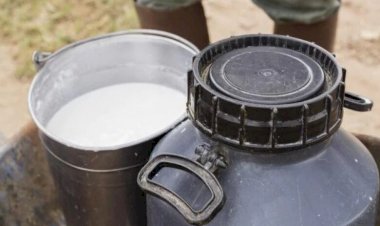 Preço do leite pago ao produtor cai mais de 6% em dezembro