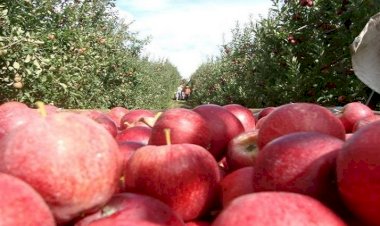 Abertas 213 vagas para indígenas de MS na colheita de maçã no Sul do país