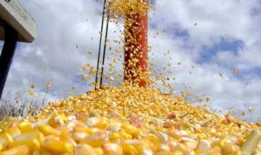 Exportações de MS fecham o ano de 2022 em US$ 8,2 bilhões