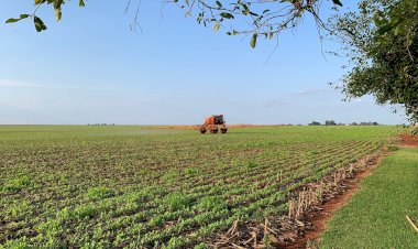 Clima favorável e expansão de áreas devem permitir safra de soja recorde em MS