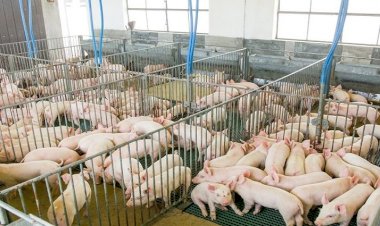 FCO torna-se 100% digital para garantir mais emprego e renda em MS