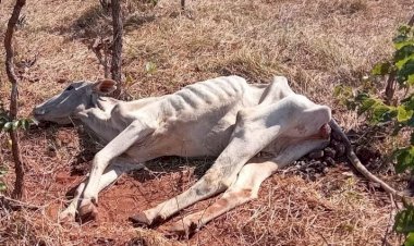 Multas por maus-tratos a animais dobram e chegam a R$ 1,2 milhão em MS