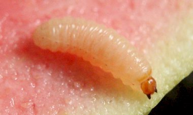 Pesquisa investiga eficiência de bioinseticidas no controle de pragas-chave da goiabeira