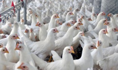 Frango: Demanda pela carne continua baixa e preços caem
