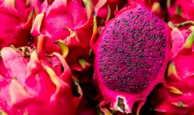 Estudo pode ser ponto de partida para a produção de pitaia em MS