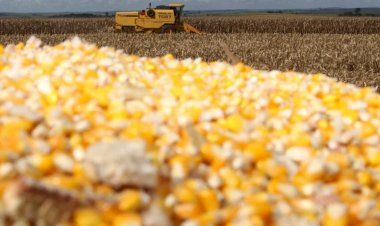 Anec eleva previsão de exportação de milho em janeiro