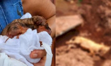 Cachorrinha é enterrada viva enquanto paria filhotes e morre 