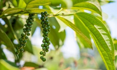 Curso gratuito do Senar/MS ensina sobre uso e cultivo da pimenta do reino