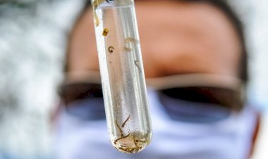 Web aula sobre vigilância de arboviroses atualiza servidores de 12 municípios de MS