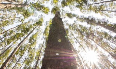 Produtos Florestais de Mato Grosso do Sul batem recorde de exportação em 2022