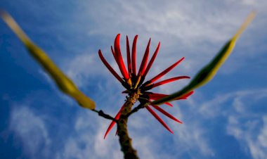 Primavera 2023: confira a previsão para a estação em Santa Catarina