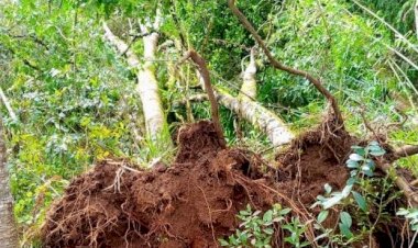 Resolução do Conselho Estadual do Meio Ambiente orienta para aproveitamento de material lenhoso derrubado ou danificado pela chuva