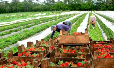 Agricultura que emociona: a produção de alimentos orgânicos no Sul catarinense