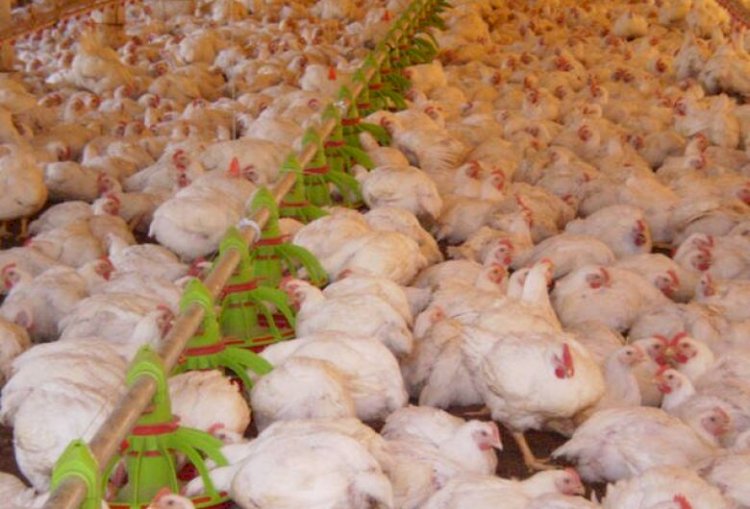 Carne de frango: Brasil aumenta embarques em 40% para o Catar