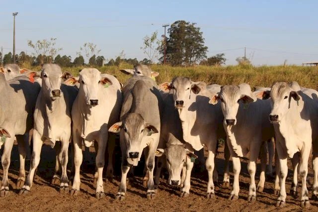 Boi: final do ano será de alta nos preços