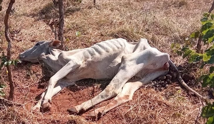 Multas por maus-tratos a animais dobram e chegam a R$ 1,2 milhão em MS