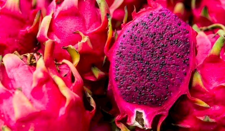 Estudo pode ser ponto de partida para a produção de pitaia em MS