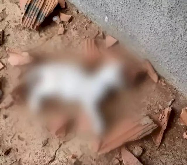 “Não tenho dó, mato mesmo”, diz mulher ao matar gatinho a tijolada