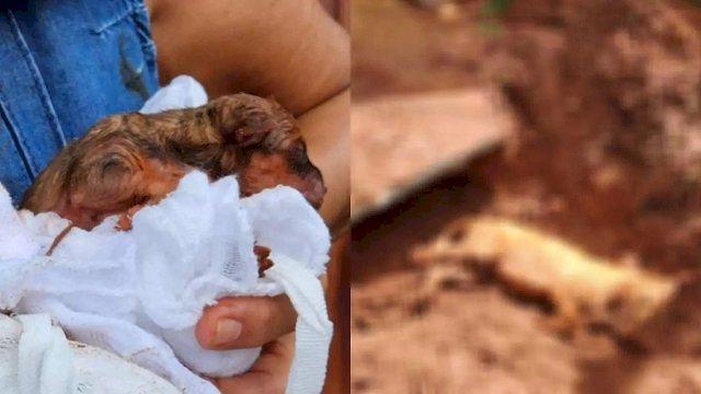 Cachorrinha é enterrada viva enquanto paria filhotes e morre 