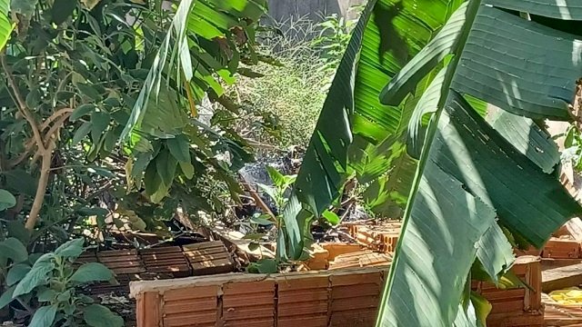 Vizinhos encontram corpo de jovem assassinado e incendiado 